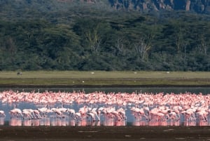 Nairobi nasjonalpark, Sheldricks og giraffesenter + henting