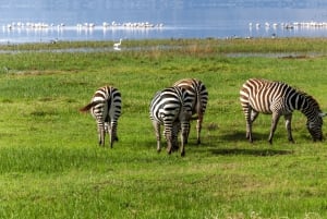 Nairobi nasjonalpark, Sheldricks og giraffesenter + henting