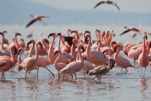 Nairobi nasjonalpark, Sheldricks og giraffesenter + henting