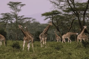Nairobi nasjonalpark, Sheldricks og giraffesenter + henting