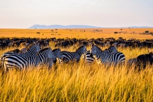 Nairobi nasjonalpark, Sheldricks og giraffesenter + henting