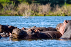 Nairobi nasjonalpark, Sheldricks og giraffesenter + henting
