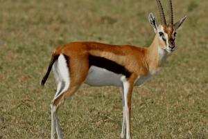 Nairobi nasjonalpark, Sheldricks og giraffesenter + henting
