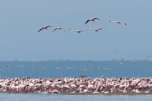 Nairobi nasjonalpark, Sheldricks og giraffesenter + henting