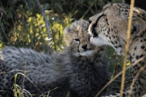 Nairobi nasjonalpark, Sheldricks og giraffesenter + henting