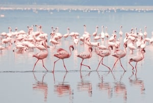 Nairobi nasjonalpark, Sheldricks og giraffesenter + henting