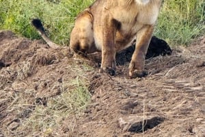 Nairobi nasjonalpark, Sheldricks og giraffesenter + henting
