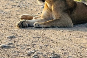 Nairobi nasjonalpark, Sheldricks og giraffesenter + henting