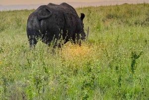 Nairobi nasjonalpark, Sheldricks og giraffesenter + henting
