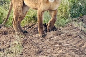 Nairobi nasjonalpark, Sheldricks og giraffesenter + henting