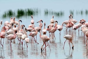 Safári de 2 dias no Lago Nakuru, Hell's Gate e Lago Naivasha