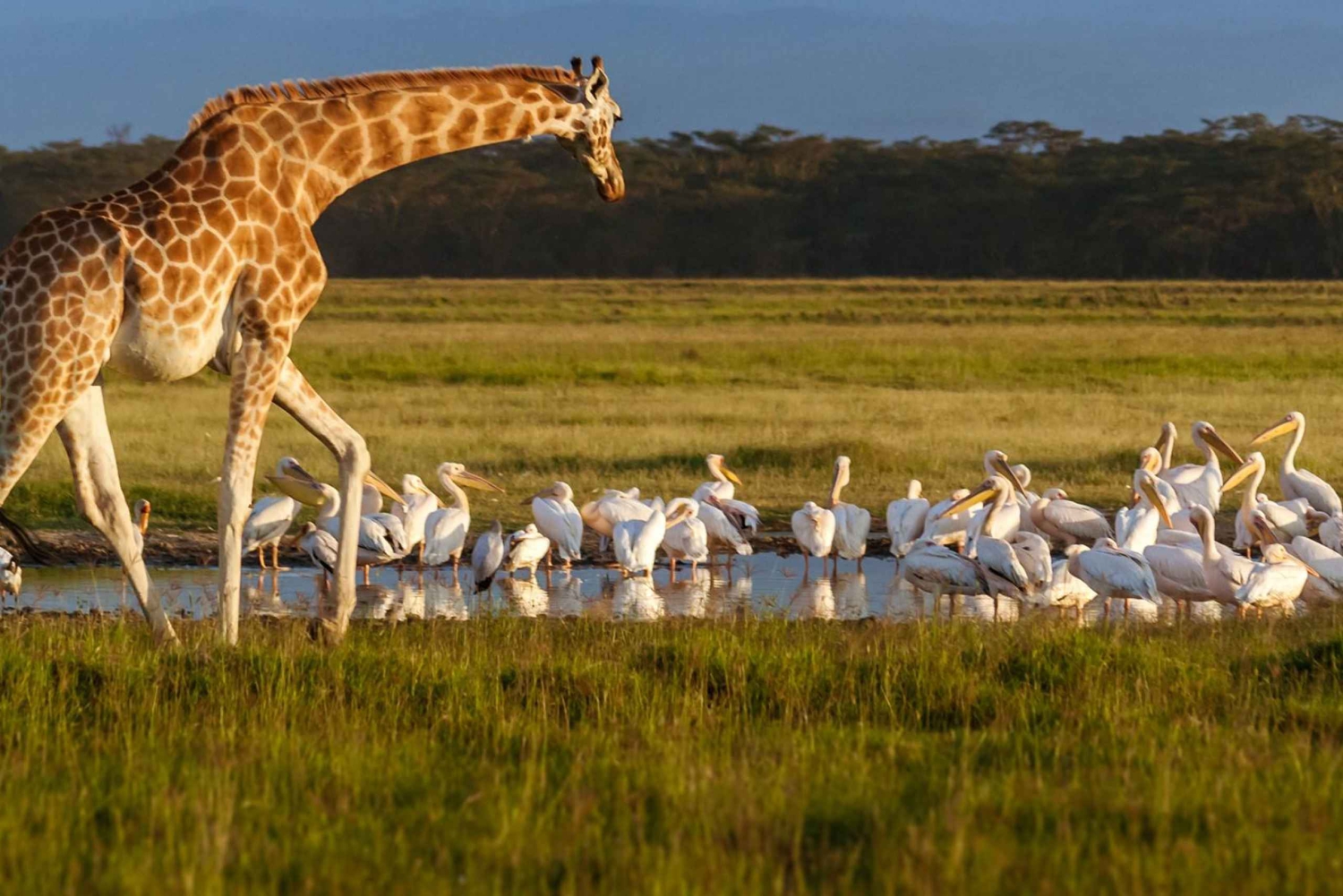 2 Day Tour Lake Nakuru, Hell' s Gate & Lake Naivasha