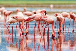 ナクル湖、ヘルズ ゲート、ナイバシャ湖 2 日間ツアー
