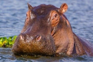 ナクル湖、ヘルズ・ゲート、ナイバシャ湖 2日間ツアー