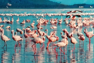 2-dages tur til Lake Nakuru, Hell's Gate og Lake Naivasha