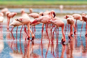 2-dages tur til Lake Nakuru, Hell's Gate og Lake Naivasha