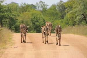 Safari de 2 jours dans le parc national de Tsavo Est