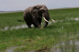 Safari de 2 días y 1 noche en Amboseli