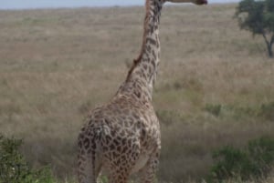 2 päivää 1 yö Amboseli safari