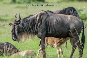 1泊2日アンボセリサファリ