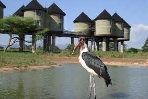 Safari de 2 dias e 1 noite em Saltlick a partir de Diani/Mombasa