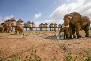 Safari de 2 dias e 1 noite em Saltlick a partir de Diani/Mombasa
