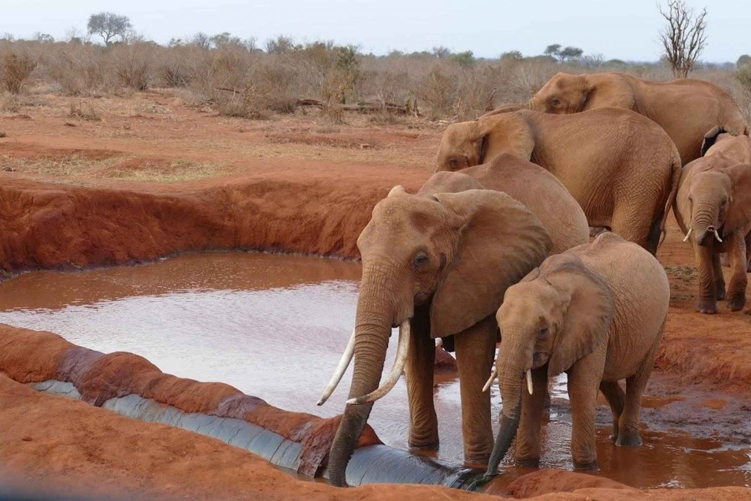 2 dagar 1 natt Tsavo East safari från Diani / Mombasa