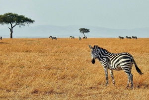 2 dagar 1 natt Tsavo East safari från Diani / Mombasa