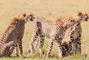 2 dagar 1 natt Tsavo East safari från Diani / Mombasa