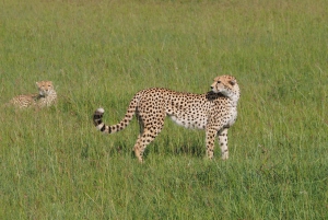 2 dagar 1 natt Tsavo East safari från Diani / Mombasa