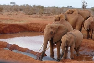 2 dni 1 noc safari Tsavo East z Diani/Mombasa