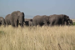 2 dages safari med møde med elefanter i Amboseli