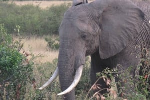 2 dages safari med møde med elefanter i Amboseli