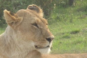 2 dages safari med møde med elefanter i Amboseli