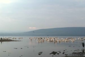 2 dages safari med møde med elefanter i Amboseli