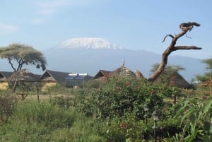 2 dages safari med møde med elefanter i Amboseli