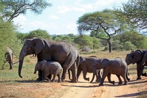 2 dages safari med møde med elefanter i Amboseli