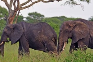 Passeio de safári de 2 dias no Parque Nacional Amboseli