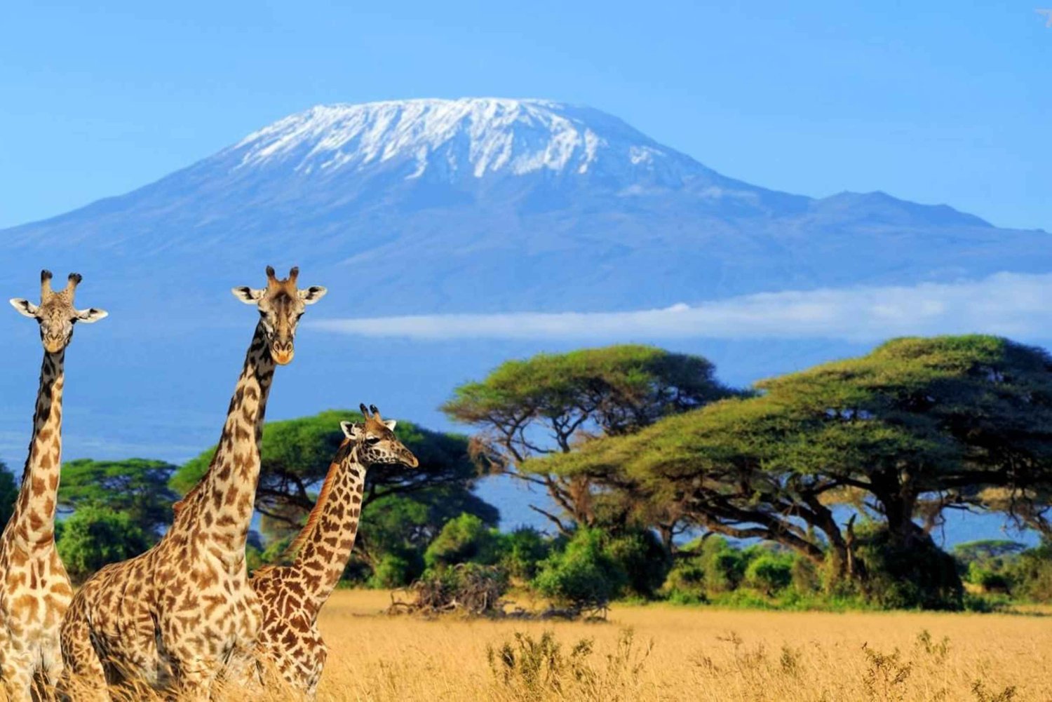 2 päivän Amboseli-kansallispuistosafari