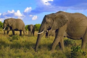 2 dages safari i Amboseli Nationalpark