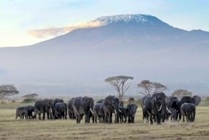 2 Days Amboseli Sopa Safari