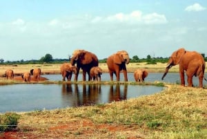 2 Days Amboseli Sopa Safari