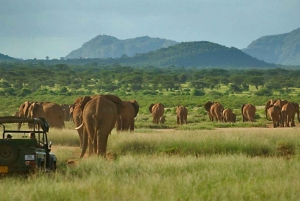 2 Days Amboseli Sopa Safari