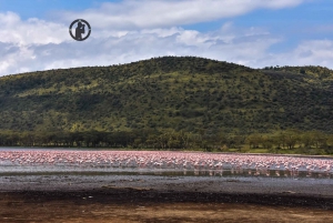 2 days Flamingo watching at Lake Bogoria and Lake Nakuru
