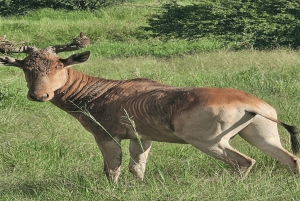 2 päivää Nairobin yksityinen kiertomatka & Nairobin kansallispuiston safari