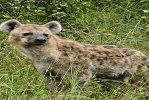 2 päivää Nairobin yksityinen kiertomatka & Nairobin kansallispuiston safari