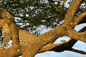 2 päivää Nairobin yksityinen kiertomatka & Nairobin kansallispuiston safari