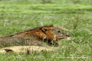 2 päivää Nairobin yksityinen kiertomatka & Nairobin kansallispuiston safari