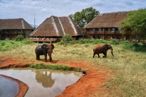 2 Days Ngutuni Sanctuary, Tsavo East Private Safari