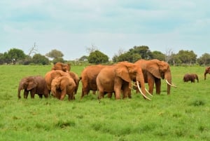 2 Days Ngutuni Sanctuary, Tsavo East Private Safari